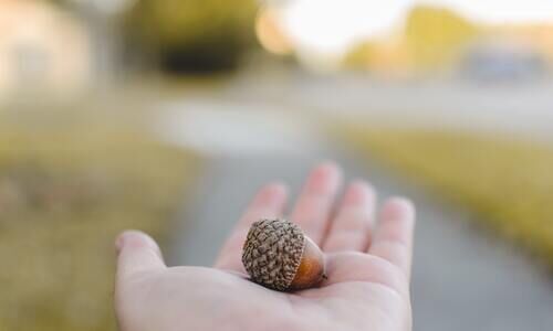 From little acorns big trees grow!